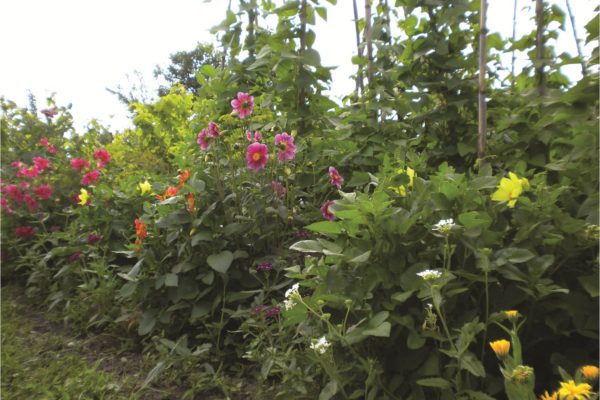 Einen Garten anlegen