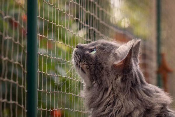 Installieren Sie ein Katzennetz