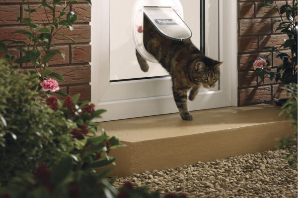 Die Katze an die Tür gewöhnen