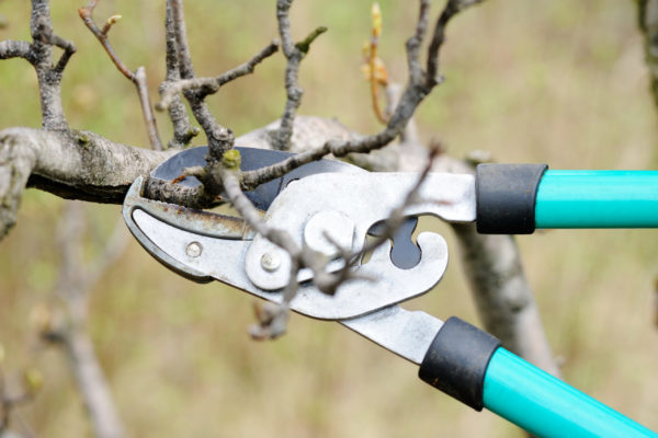 Beschneiden von Obstbäumen